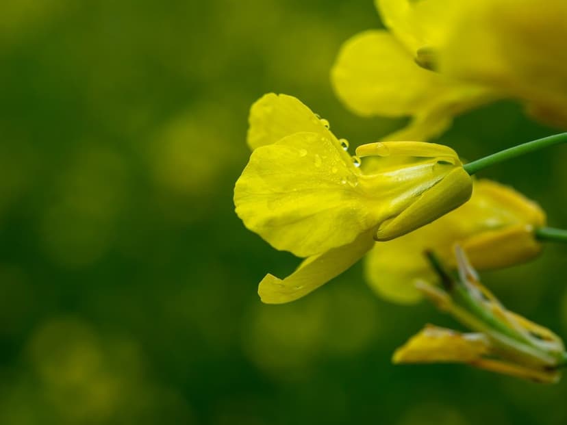 Bioestimulantes Agrícolas Qué Son y Cómo Funcionan