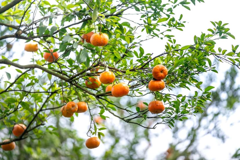 How to Correct Nitrogen Deficiency in Citrus