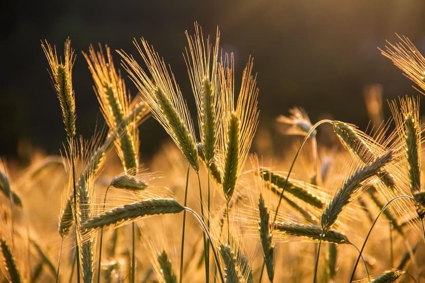 La Guía Definitiva para un Jardín y una Agricultura Sostenibles: Descu