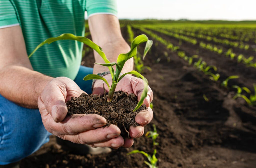 rendimiento cultivos fertilizantes orgánicos vs químicos