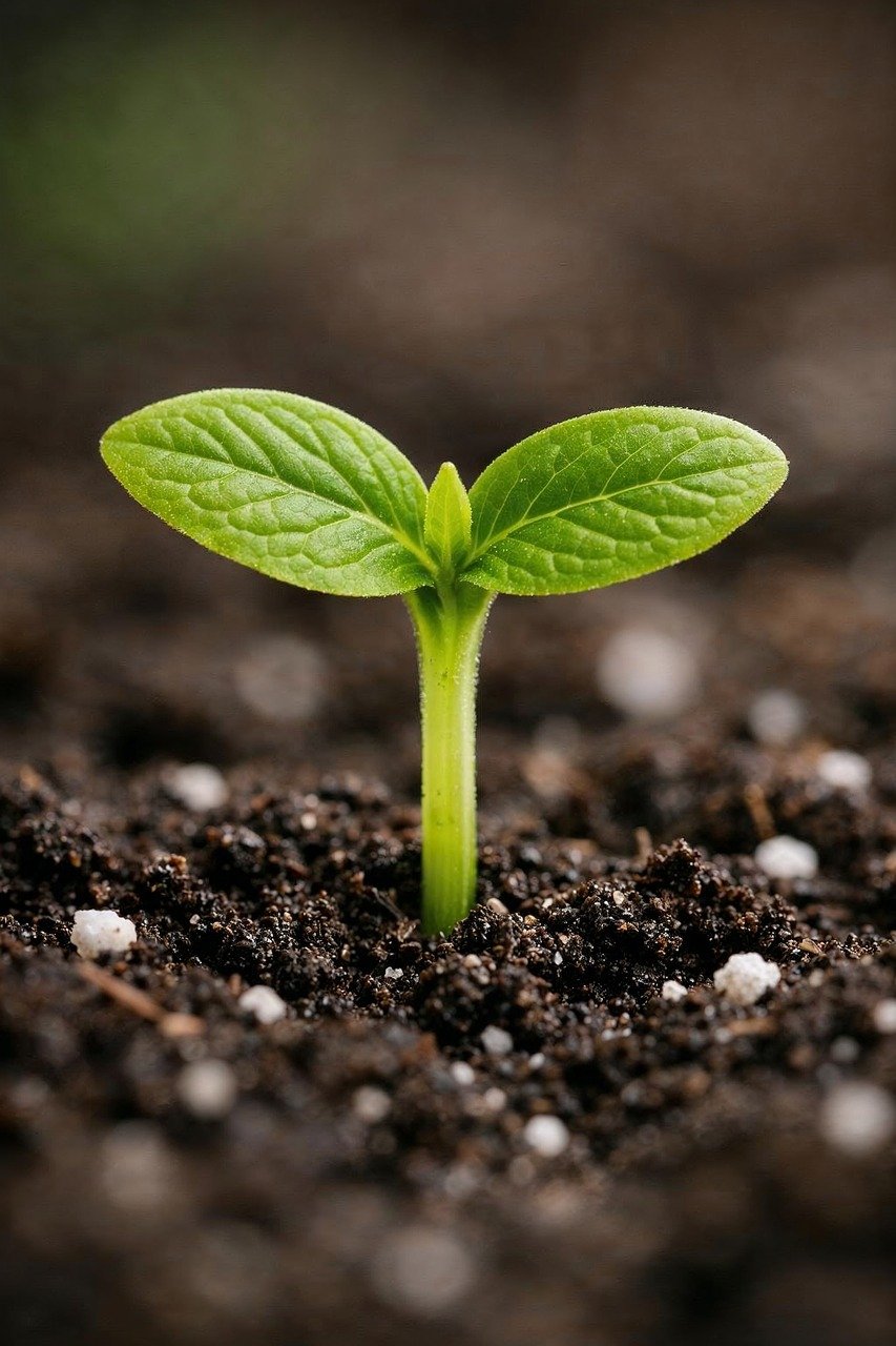 Principales Compuestos Bioestimulantes