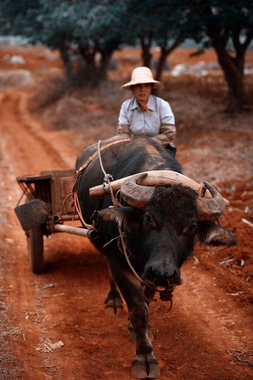 Cómo aplicar bioestimulantes