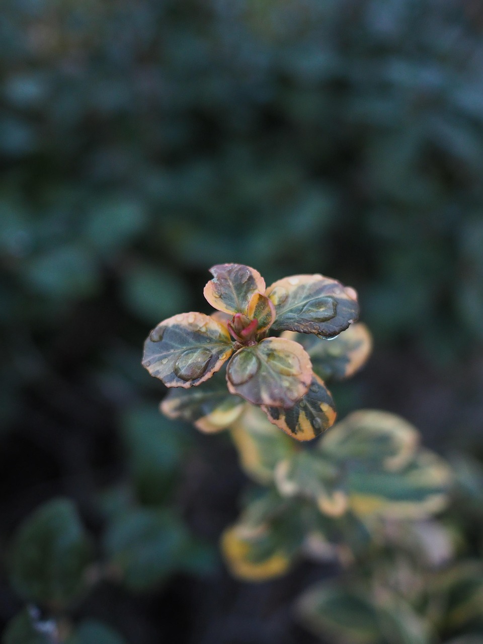 Mecanismos bioquímicos de bioestimulantes