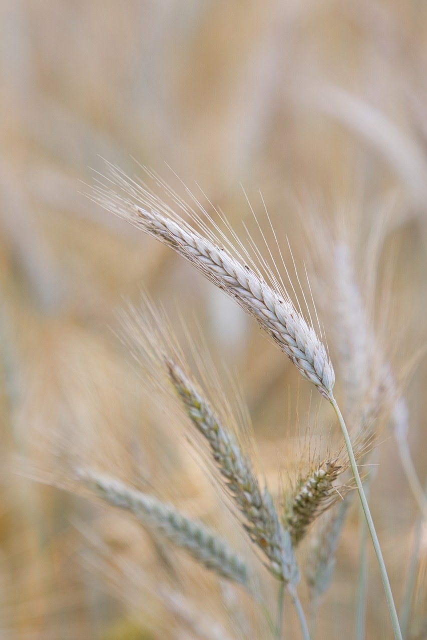 Aplicación de Bioestimulantes
