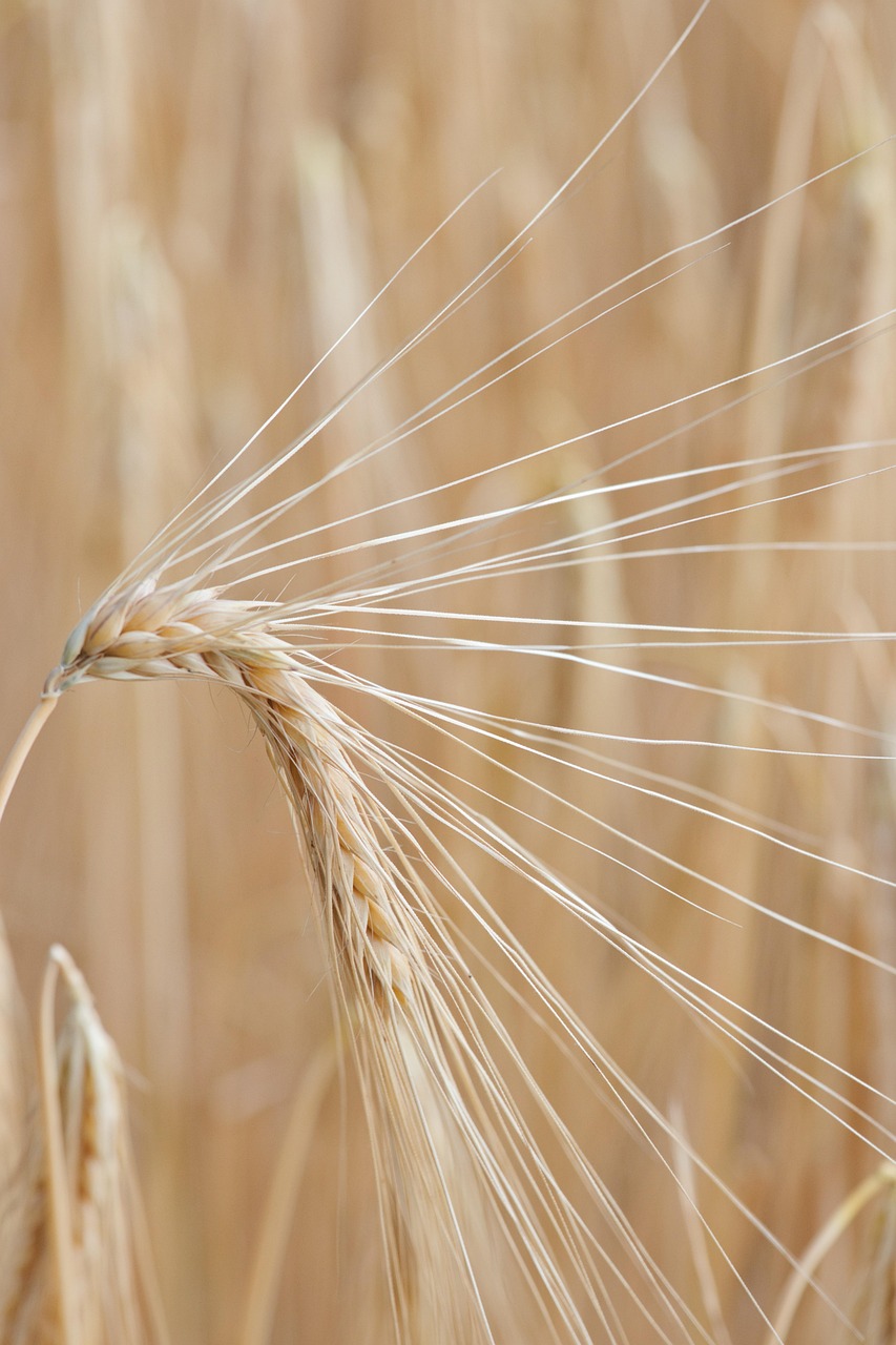 Beneficios de las Algas Unicelulares