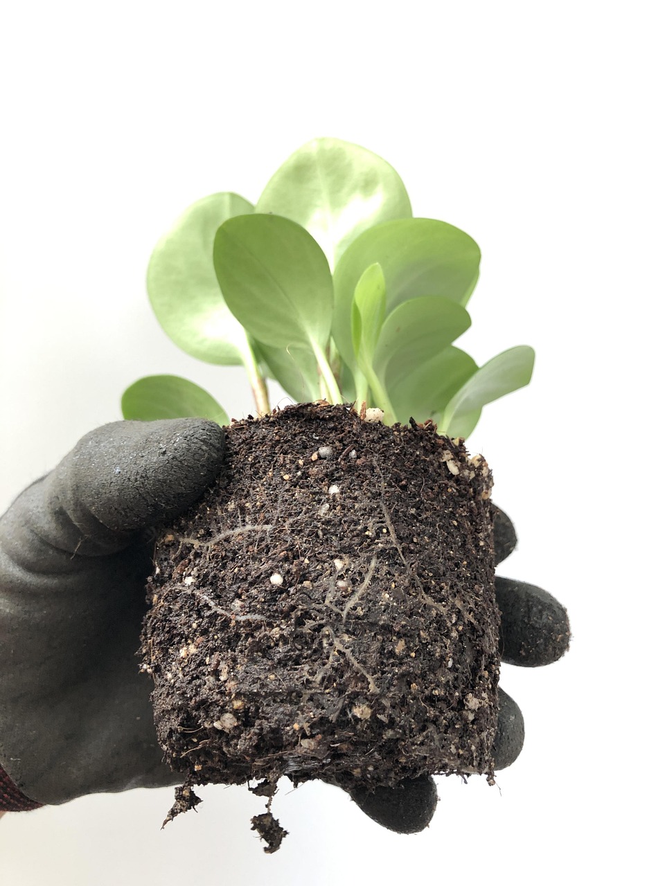 ¿Qué son los ácidos húmicos?