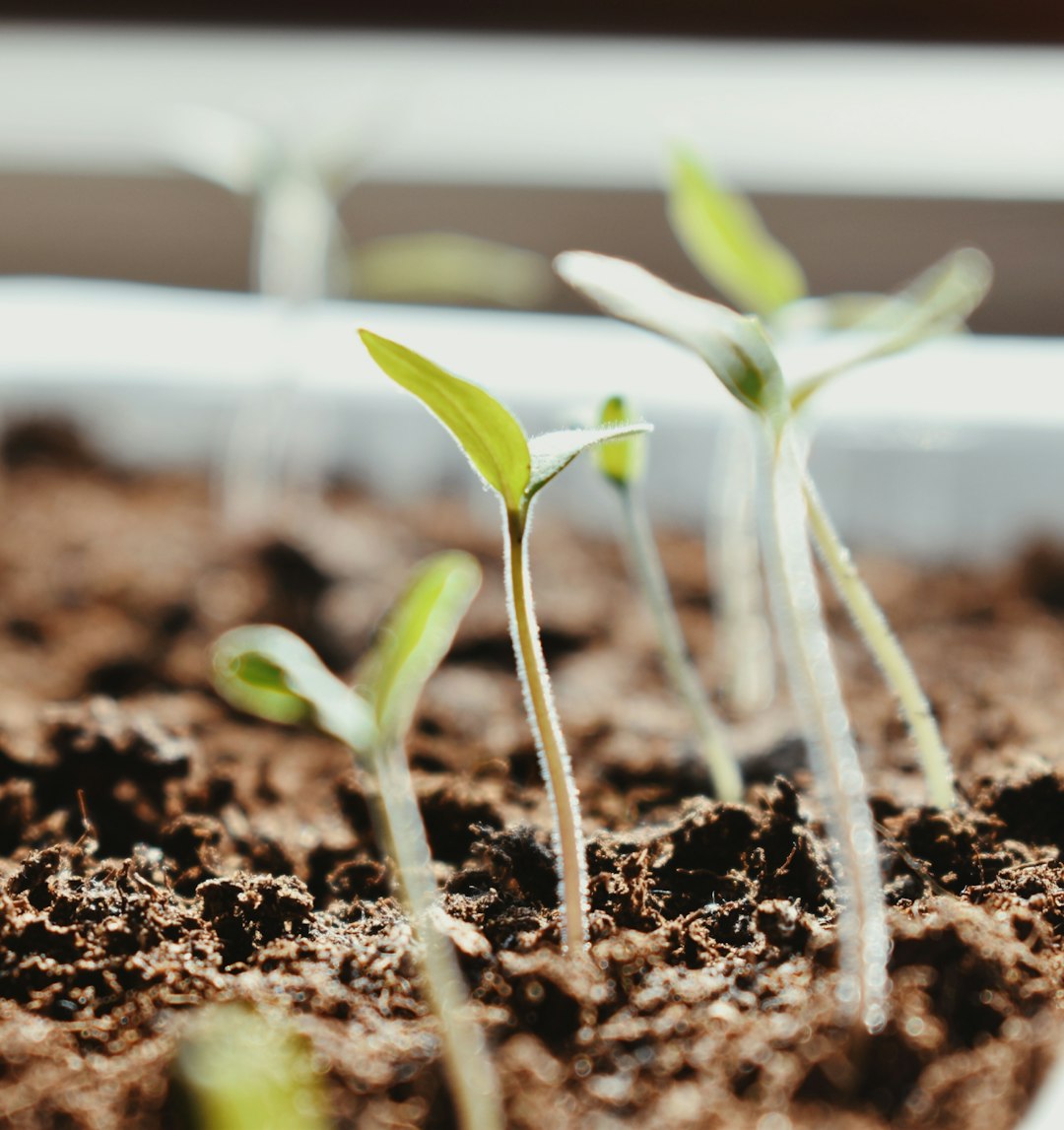 Qué Son los Bioestimulantes