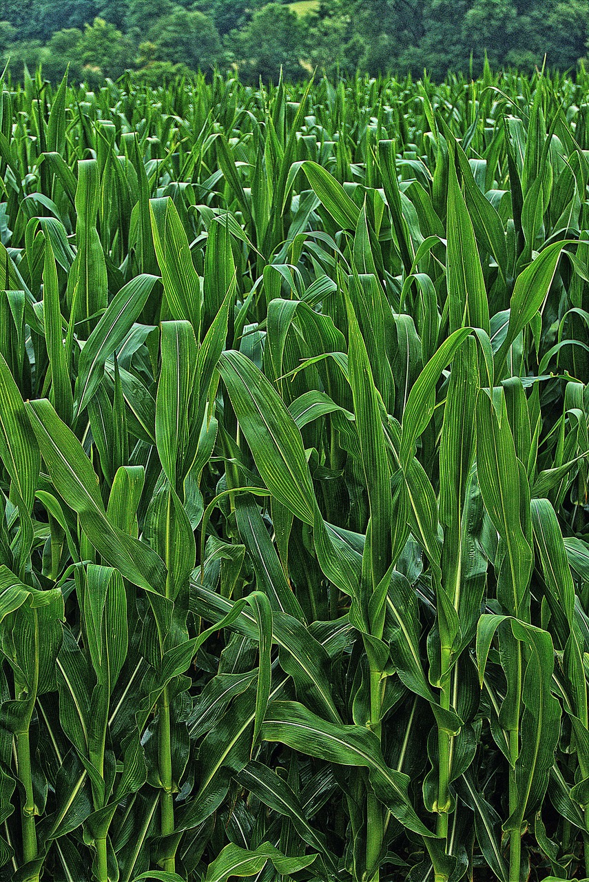 ¿Cómo Funcionan los Bioestimulantes?