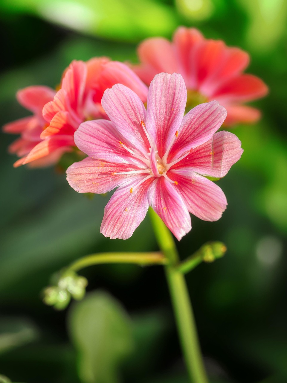 Aminoácidos mejorando la salud de una planta