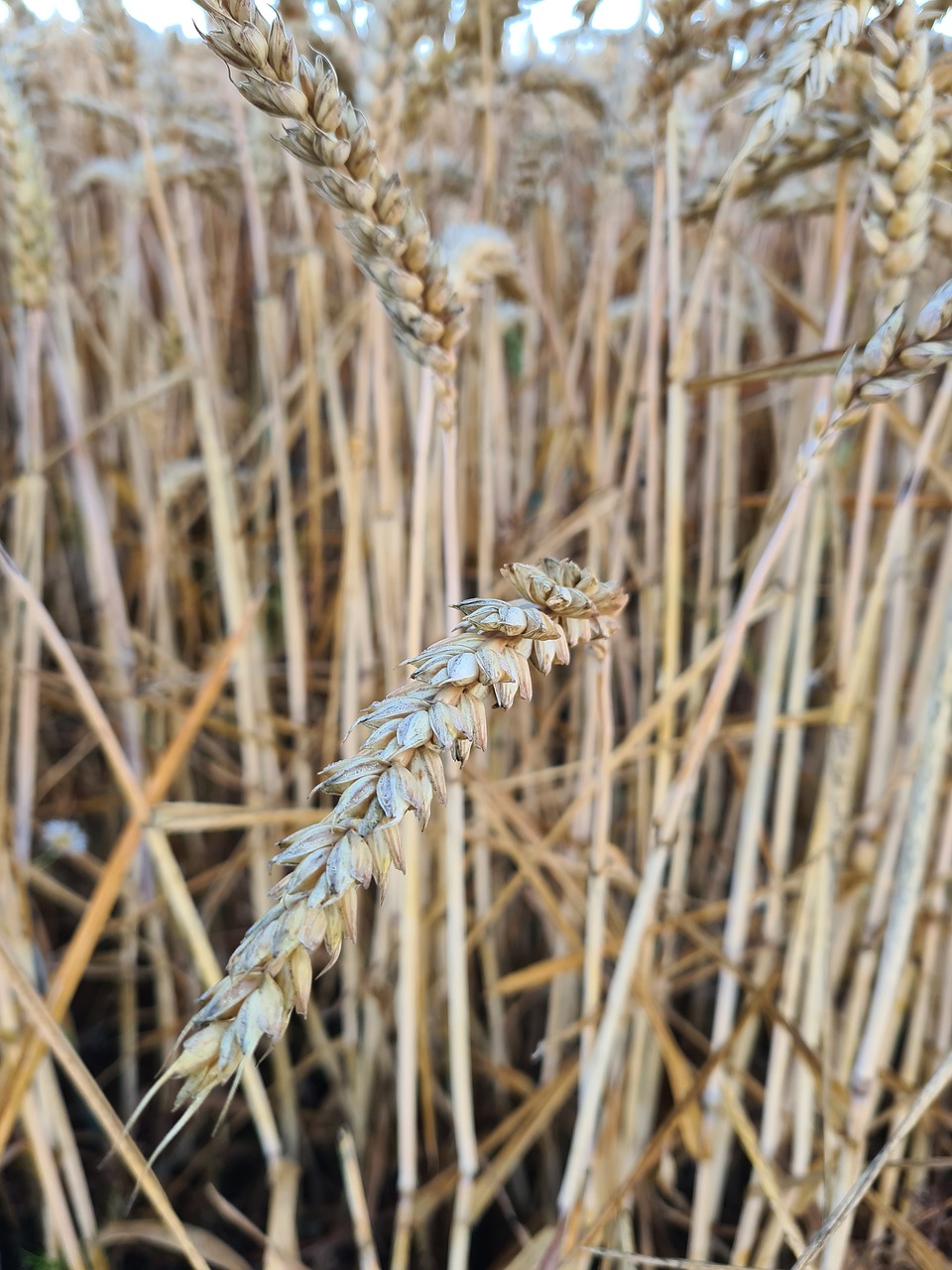 ¿Qué son los bioestimulantes?