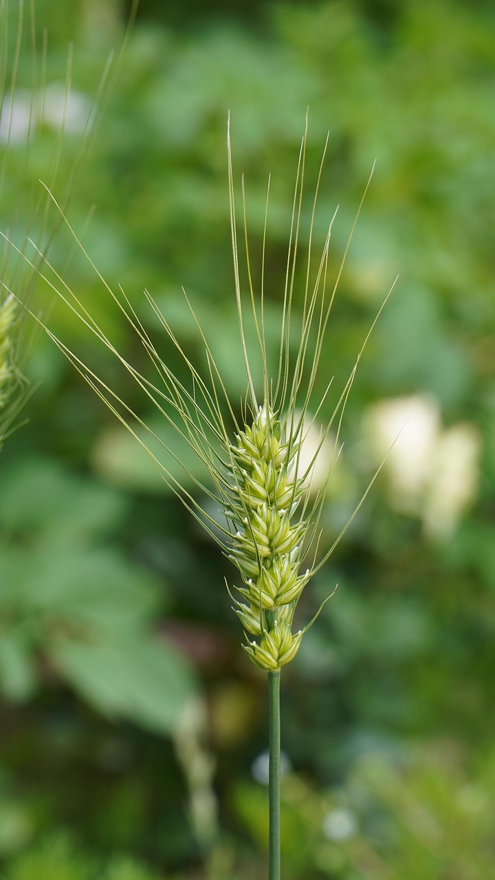 Tipos de Bioestimulantes