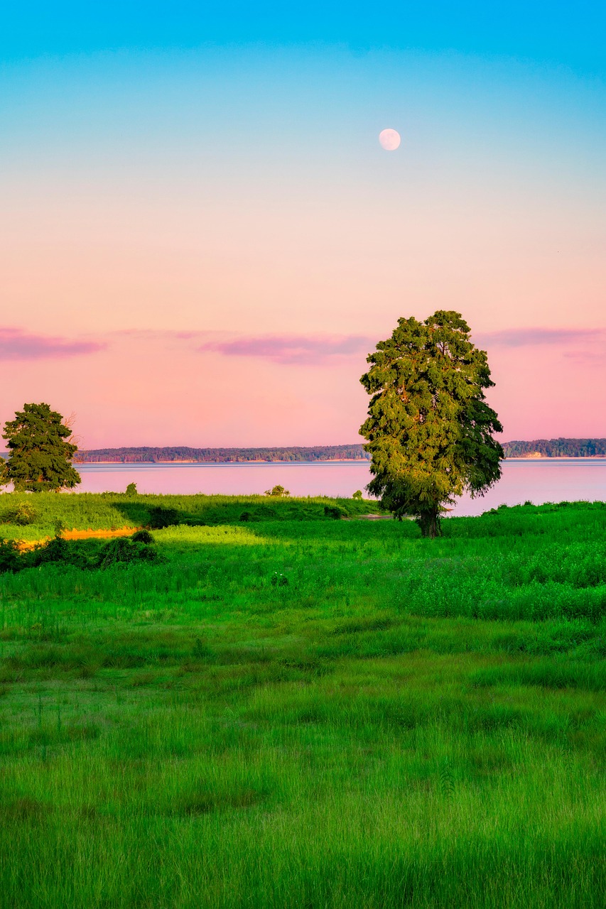 sustainable tomato field at sunset