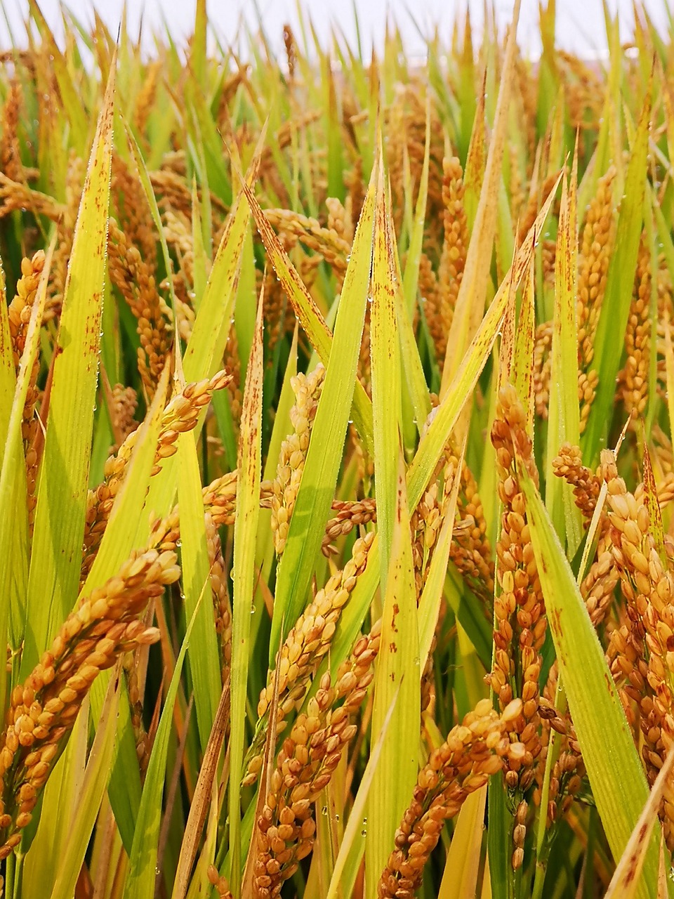 Ventajas de Cada Uno