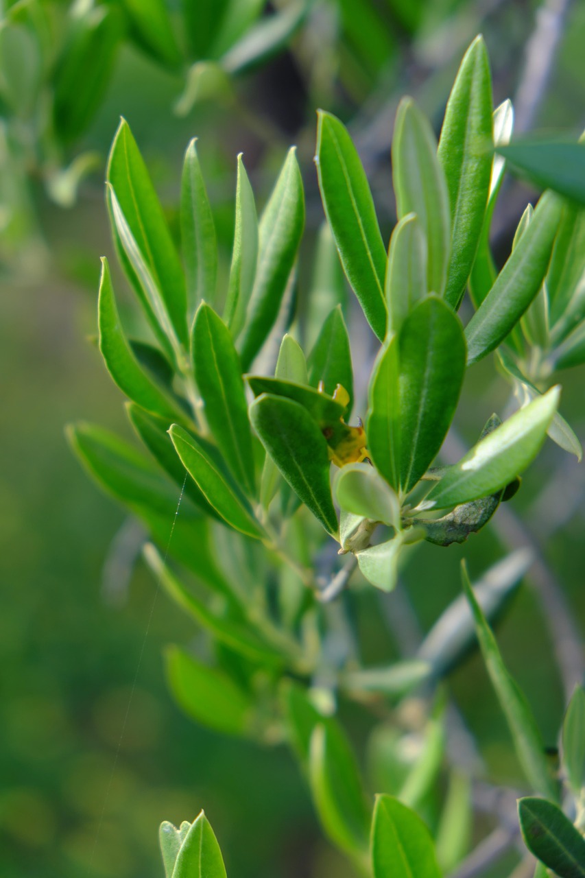 Impacto de los Bioestimulantes en la Brotación del Olivo
