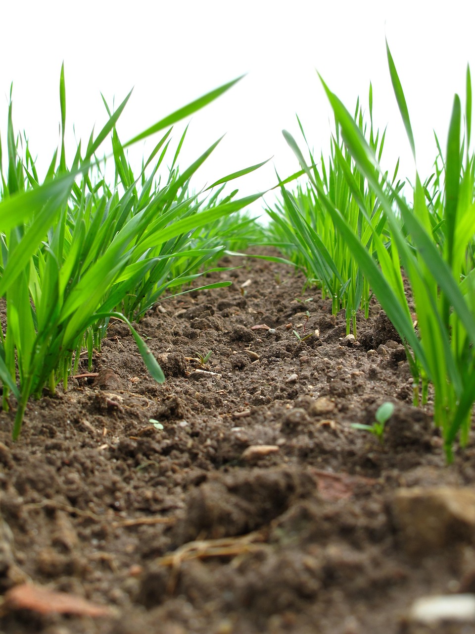 Estrategias de Agricultura Sostenible