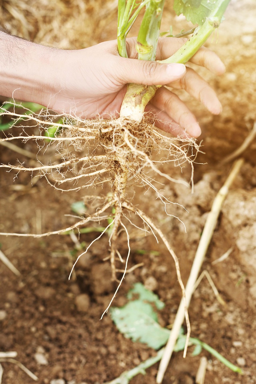 Dosis Recomendadas de Nitrógeno