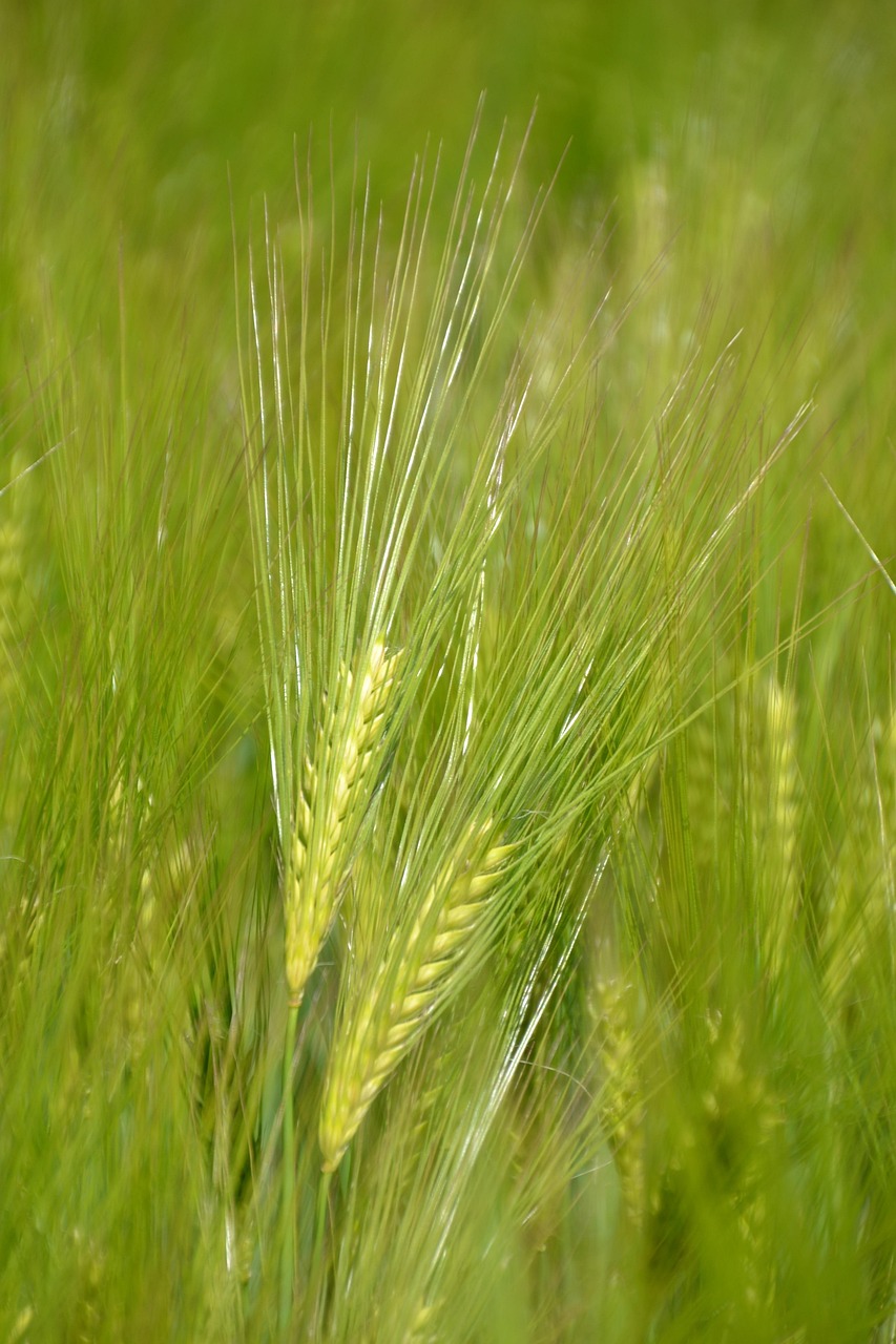 Beneficios de los Bioprotectores