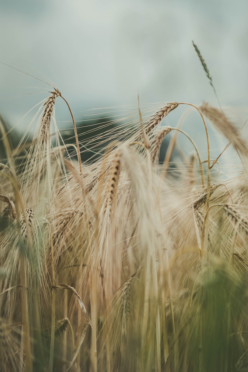 El Rol de los Microorganismos en la Salud de los Cultivos