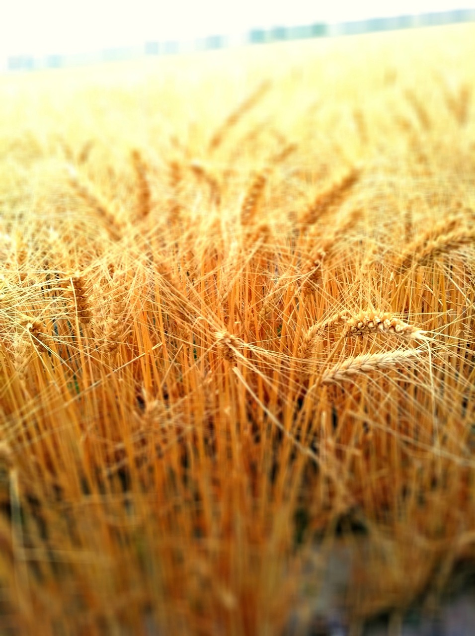 Ventajas del Nitrógeno Orgánico en Agricultura