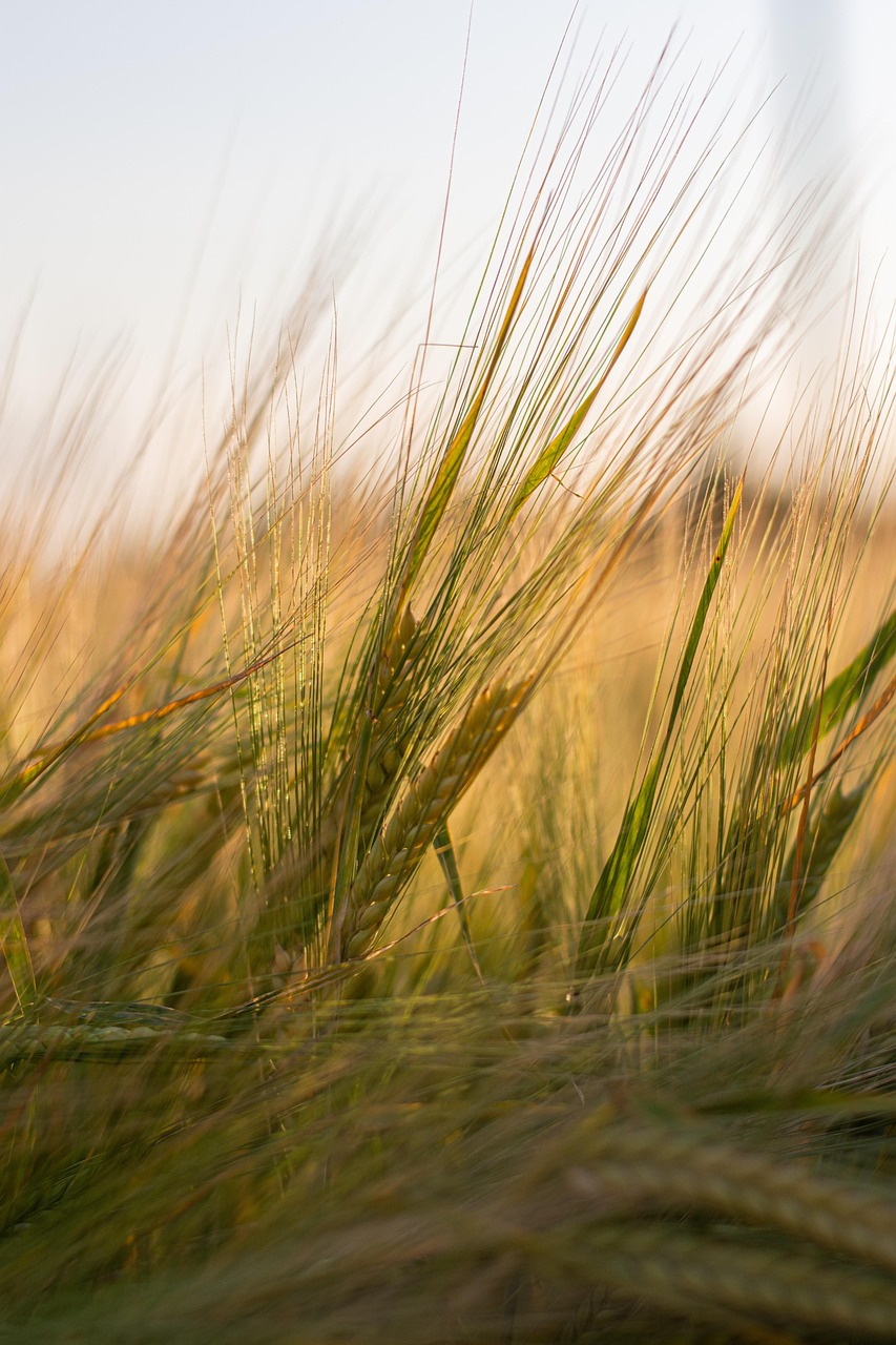 Thriving crops thanks to biostimulants