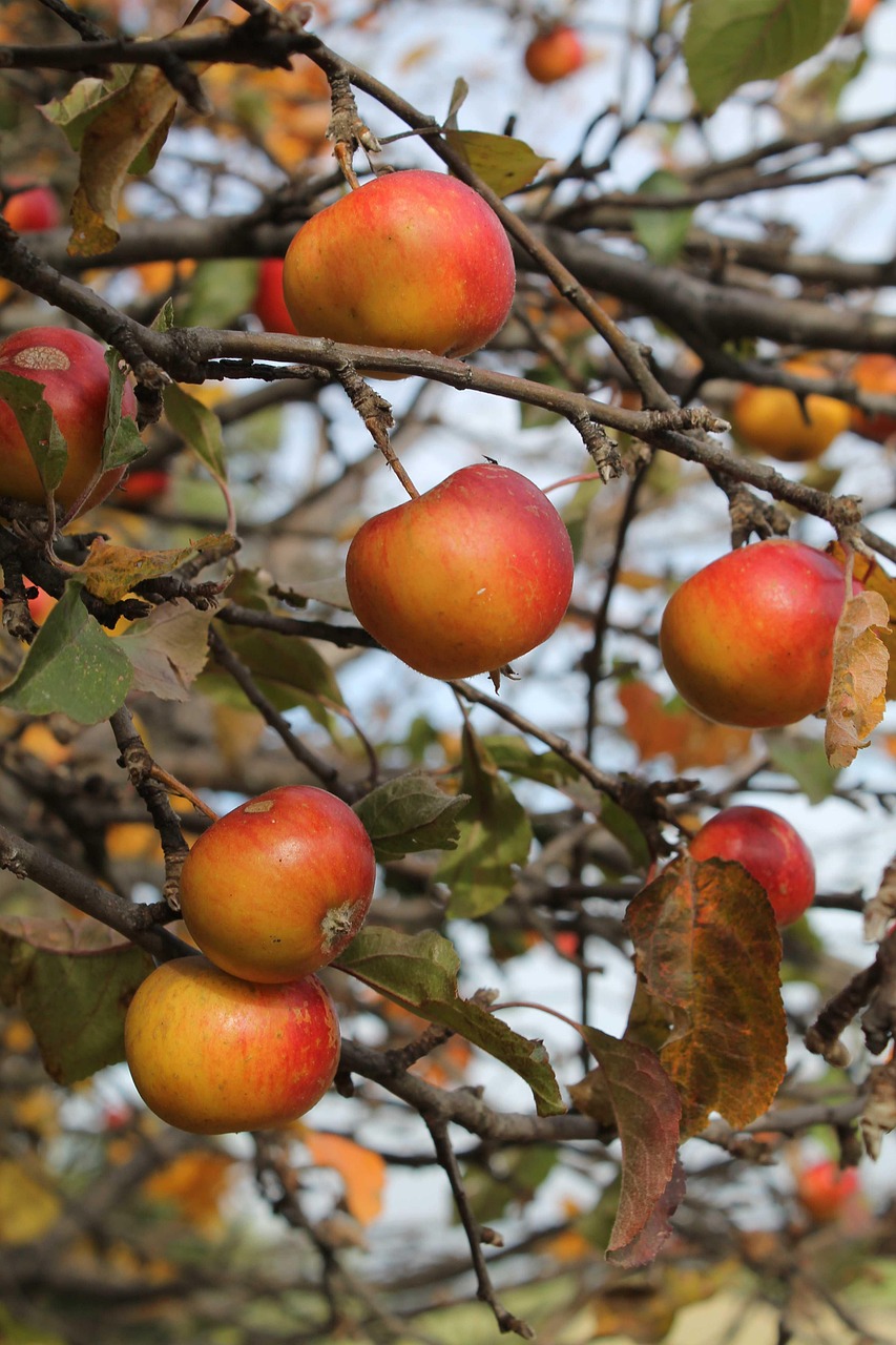 Beneficios de los bioestimulantes en frutales