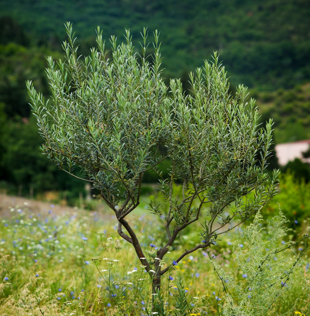 Beneficios de los Bioestimulantes