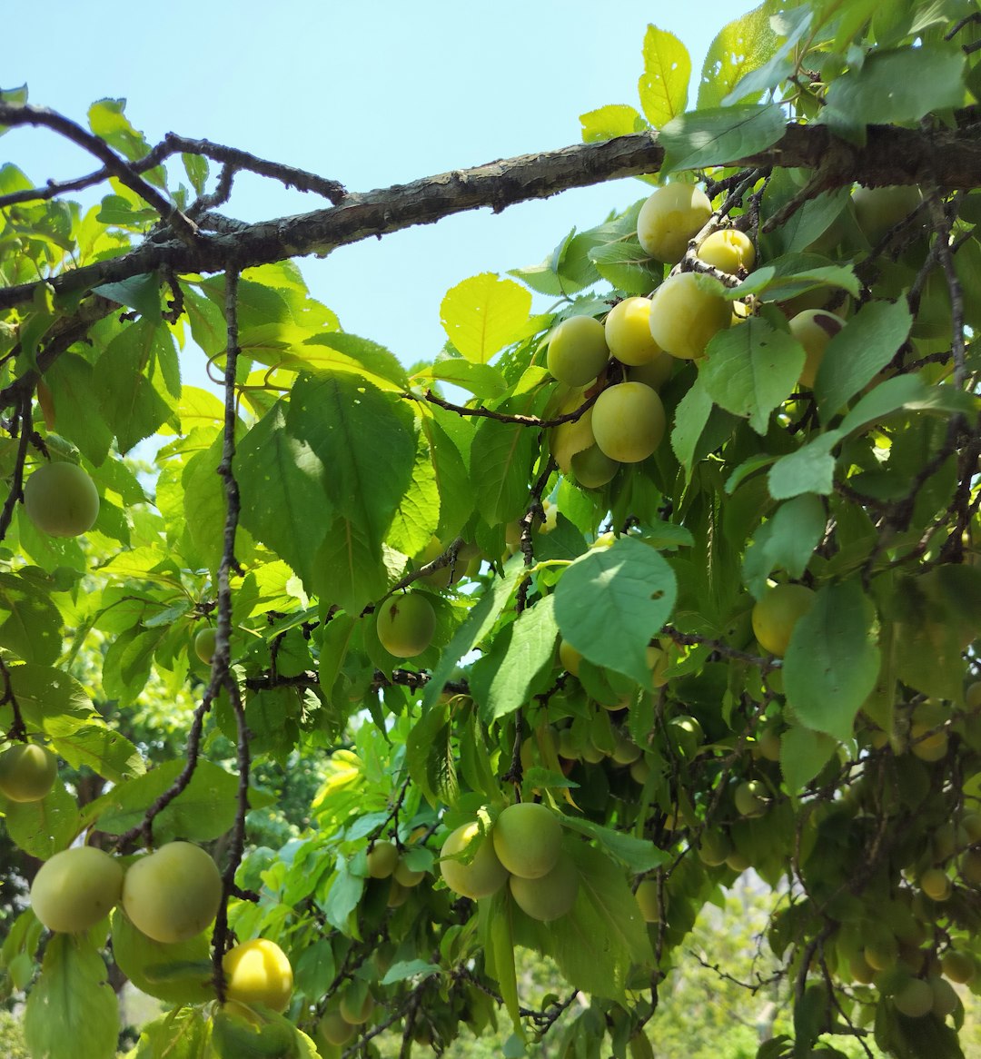 Beneficios de los Bioestimulantes