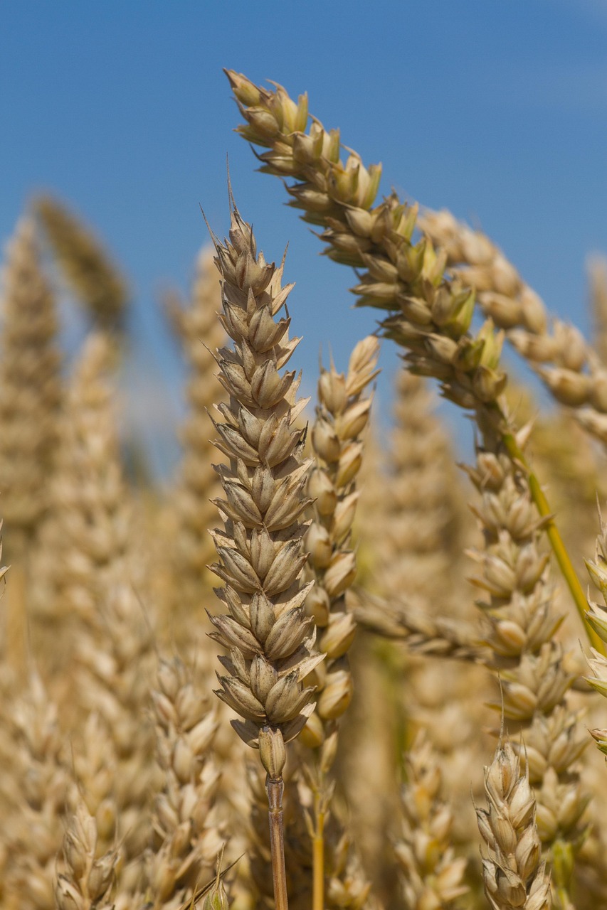 Healthy agricultural landscape
