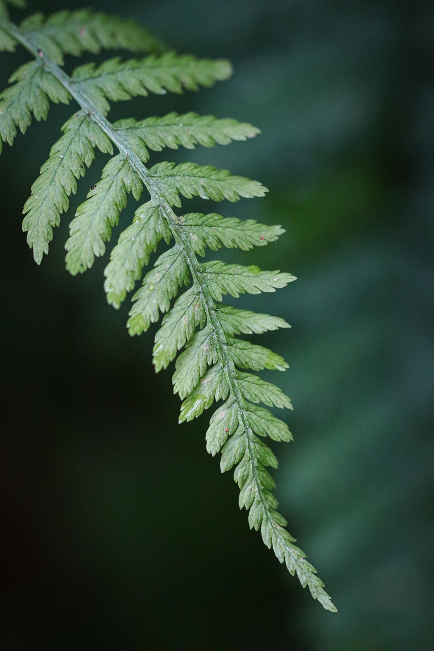 Crecimiento de plantas con bioestimulantes