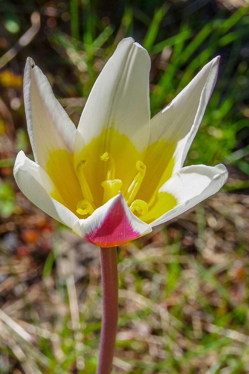 Ventajas de Bioestimulantes