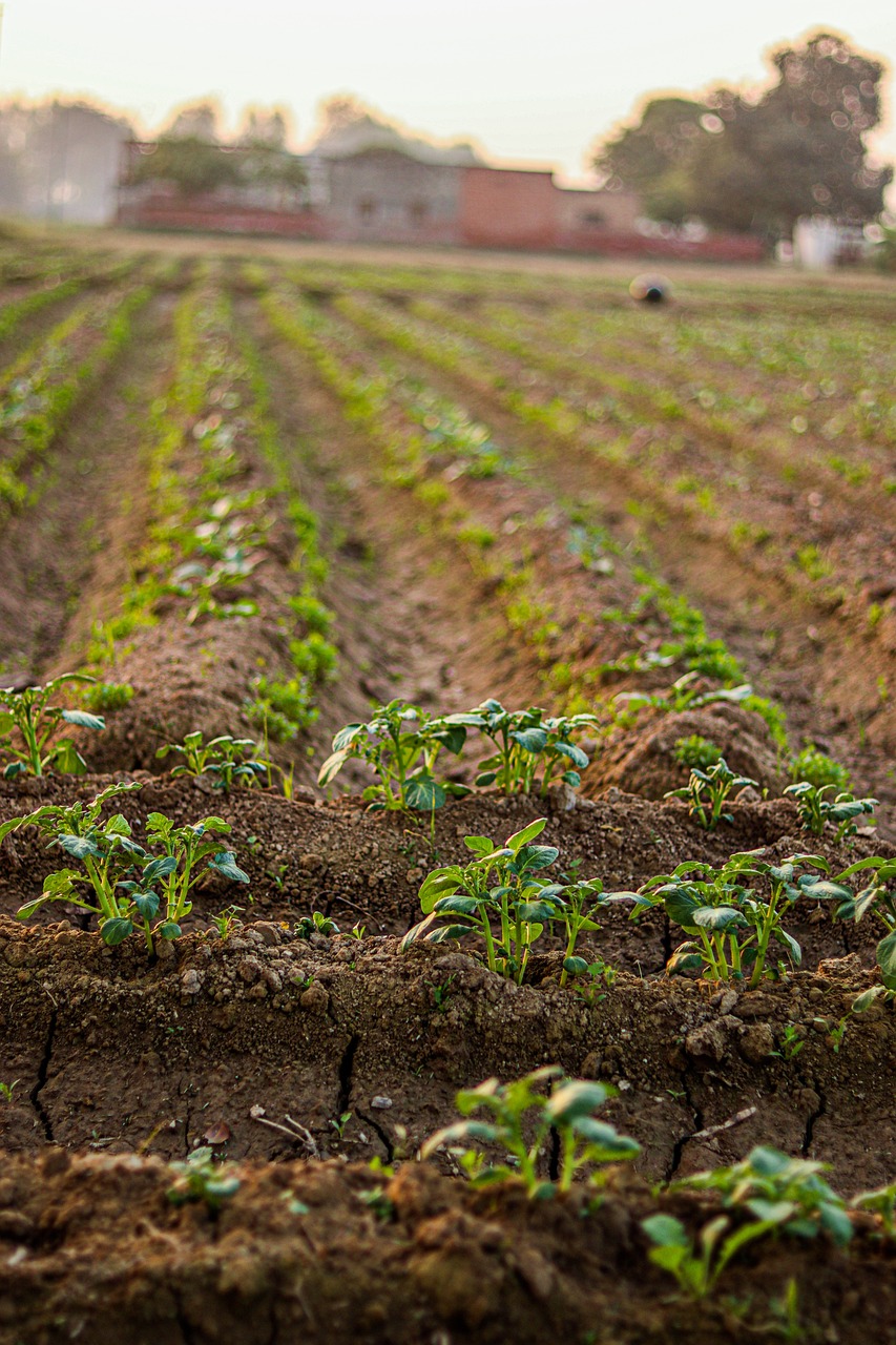 Prácticas Agronómicas para Mitigar el Estrés