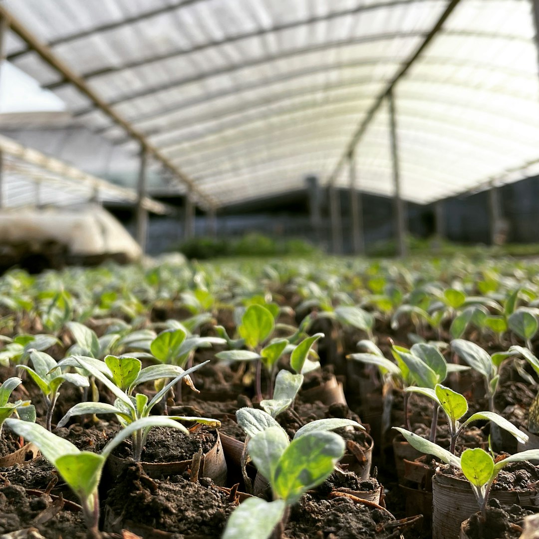 ¿Qué son los bioestimulantes?