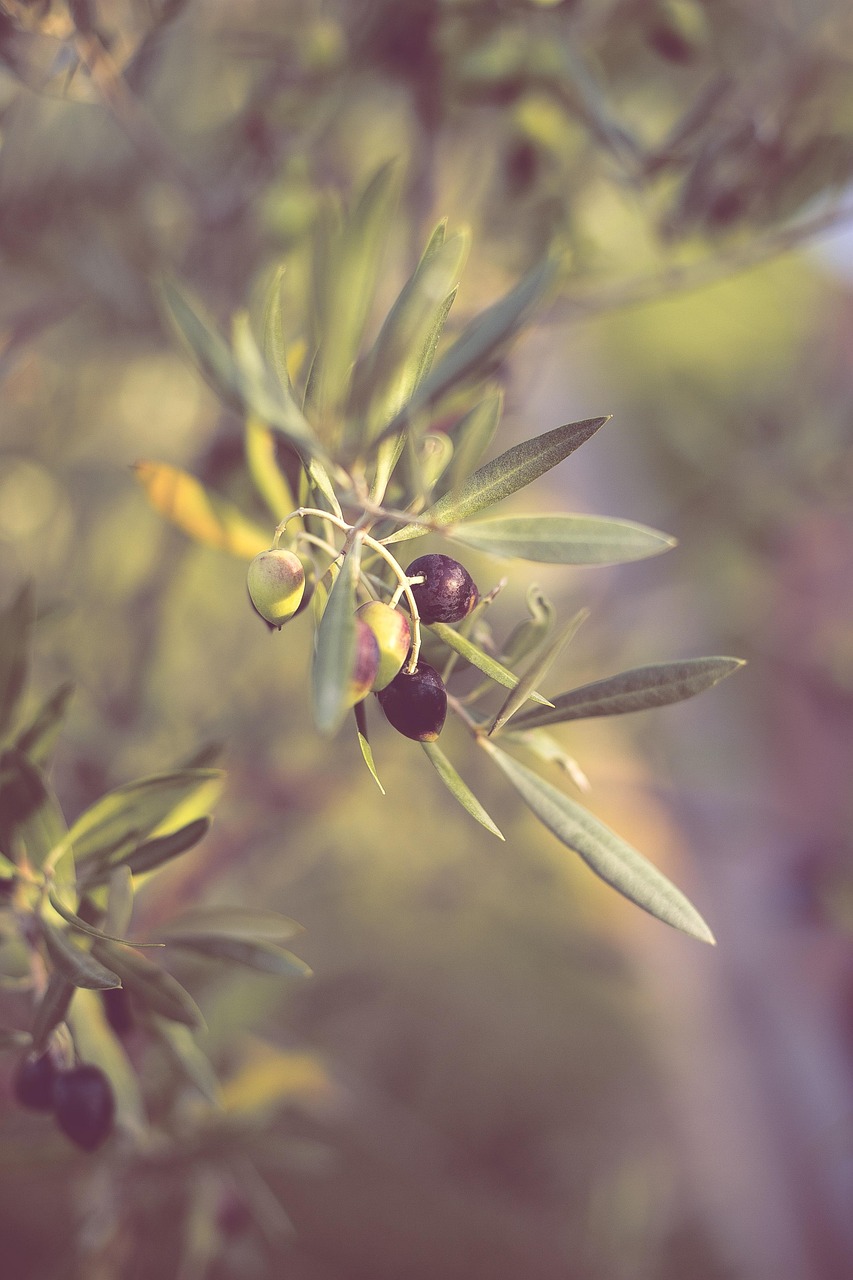 Aplicación de Bioestimulantes en Olivos