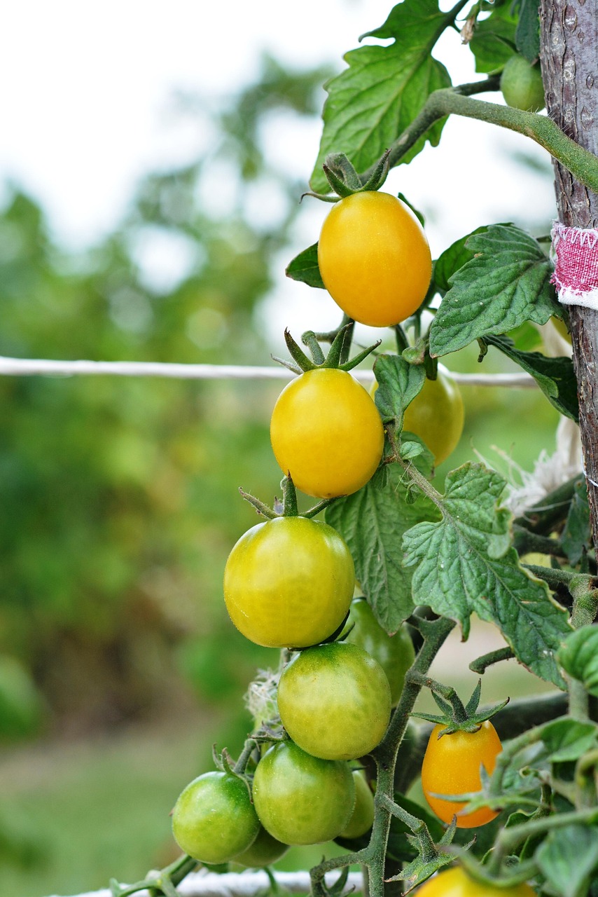 Beneficios de los Bioestimulantes